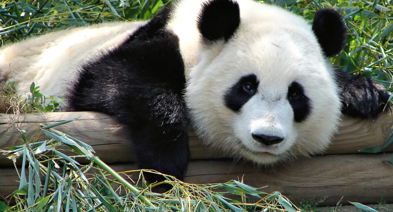 Panda raksasa di Zoo Atlanta dalam program konservasi satwa internasional