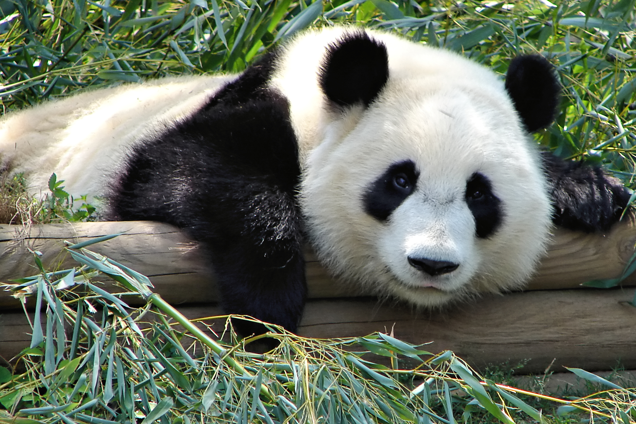 Panda raksasa di Zoo Atlanta dalam program konservasi satwa internasional