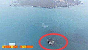 Pemandangan udara padang abu tebal dan luasan daratan baru entitas Anak Krakatau pasca erupsi terbaru