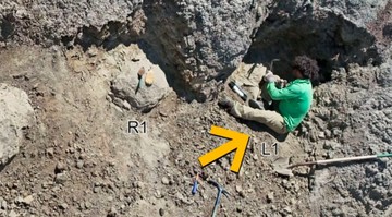 Jejak langkah raksasa terukir dalam batuan yang dipercaya sebagai milik T-Rex dewasa