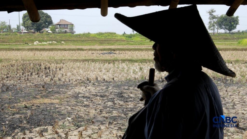 Lahan pertanian di pedesaan Jawa, ilustrasi sawah tempat penemuan harta karun emas Wonoboyo di Klaten