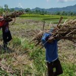 Produsen Diminta Setop Sementara Beras Fortifikasi: Fakta, Analisis, dan Perkembangan Terkini