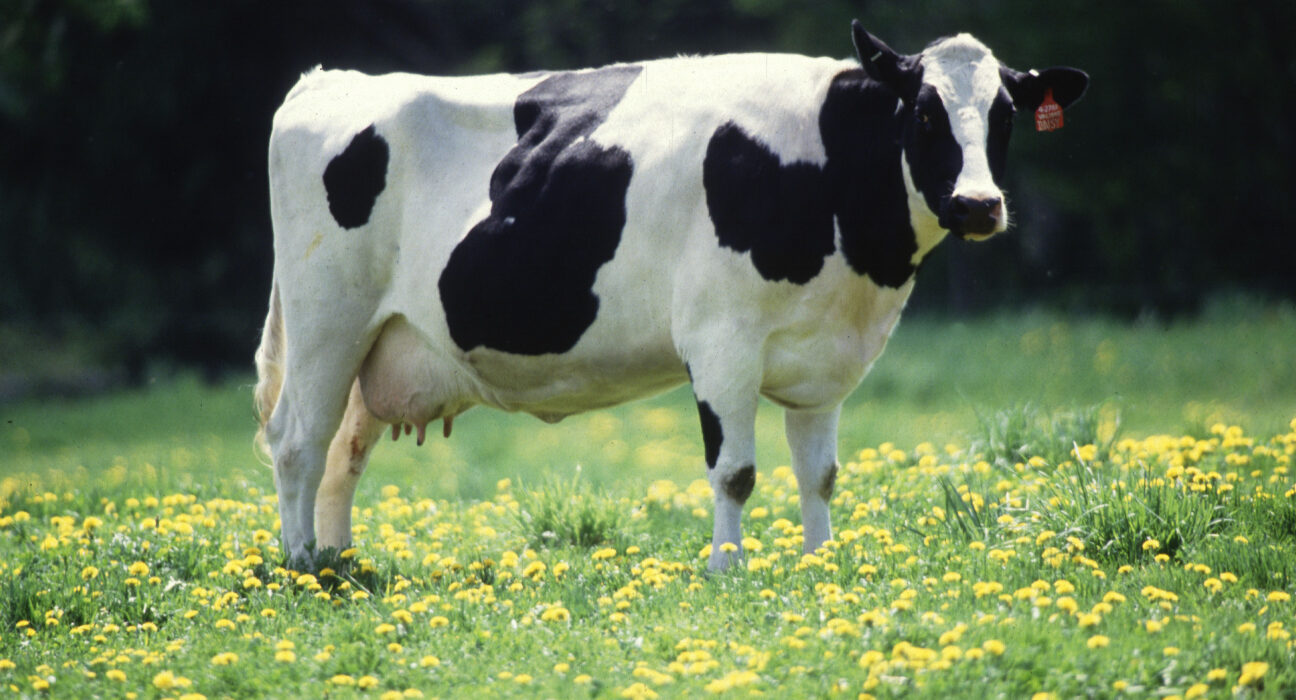 Ilustrasi sapi perah ras Friesian Holstein di peternakan modern untuk pengembangan pasokan susu nasional