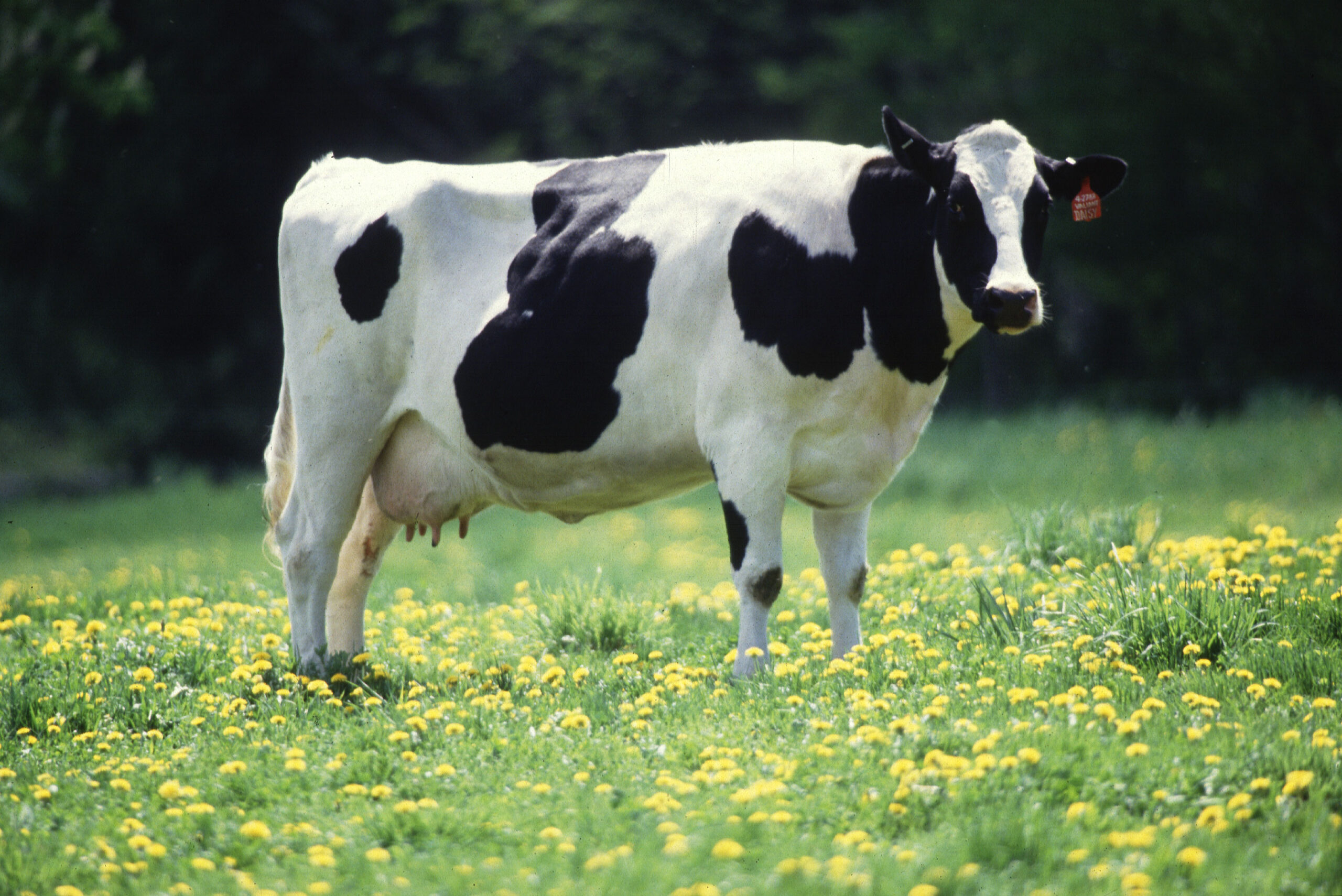 Ilustrasi sapi perah ras Friesian Holstein di peternakan modern untuk pengembangan pasokan susu nasional
