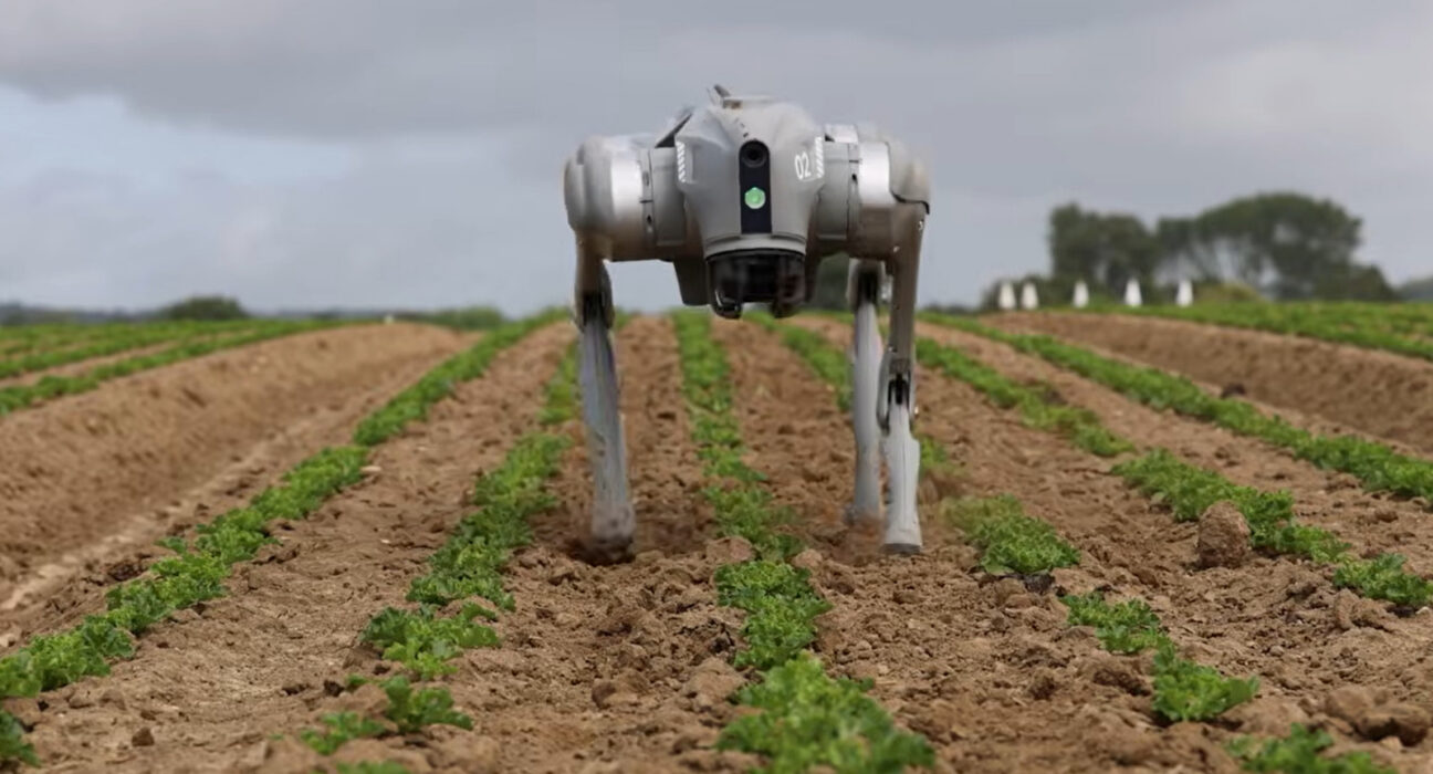 Robot anjing otonom quadruped memindai barisan tanaman pertanian menggunakan sensor kamera dan edge-AI
