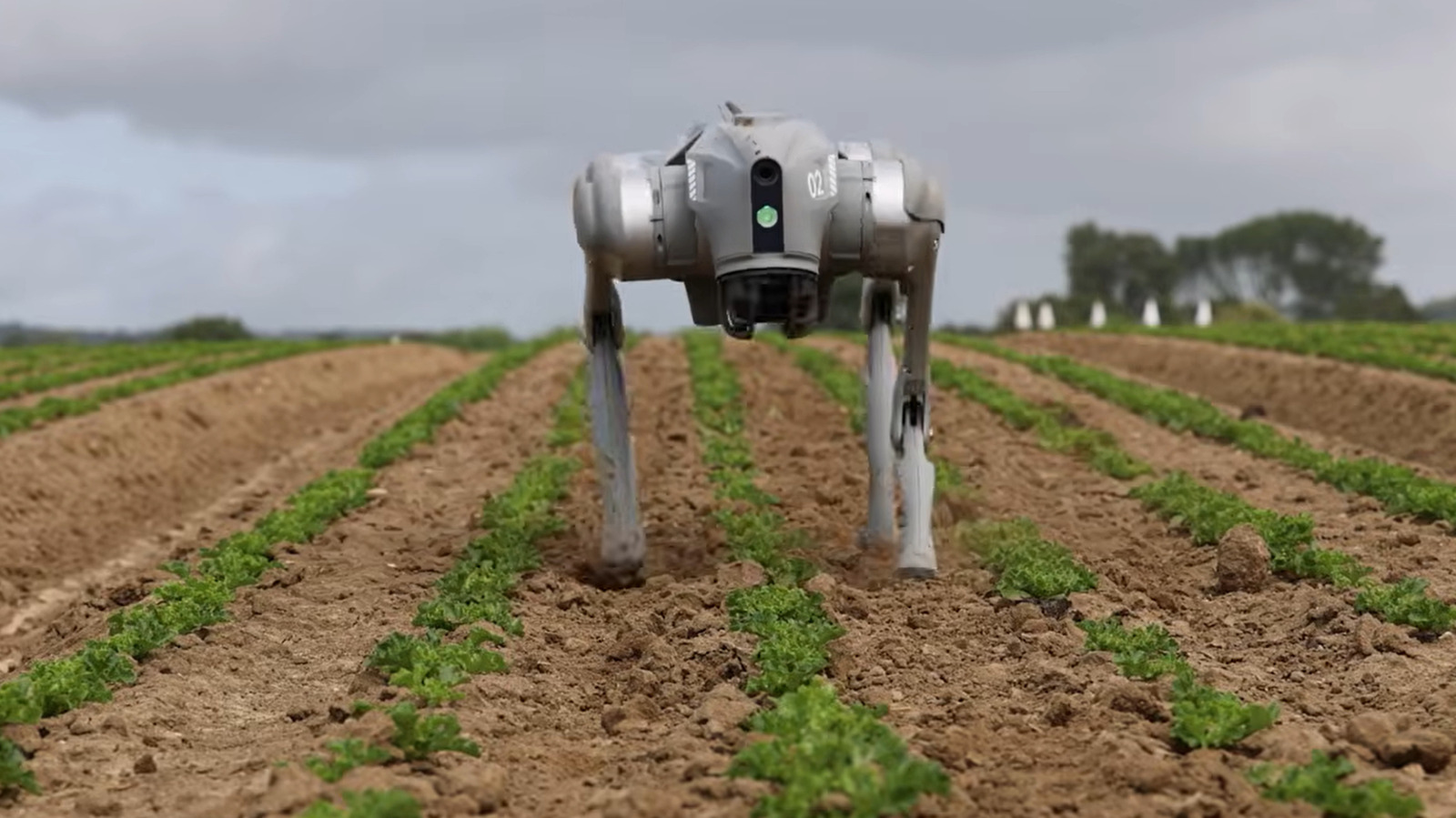 Robot anjing otonom quadruped memindai barisan tanaman pertanian menggunakan sensor kamera dan edge-AI