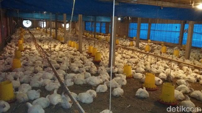 Peternak ayam broiler di kandang menghadapi lonjakan biaya pakan dan penurunan harga jual