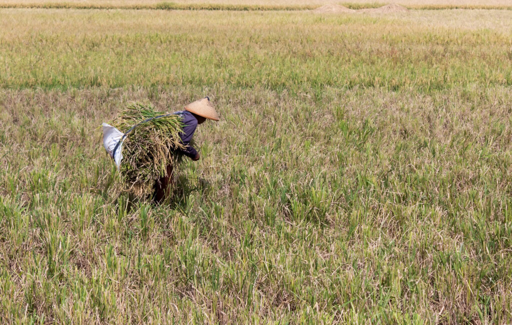 Petani memanen bulir padi di persawahan Indonesia di tengah melimpahnya stok cadangan pangan nasional