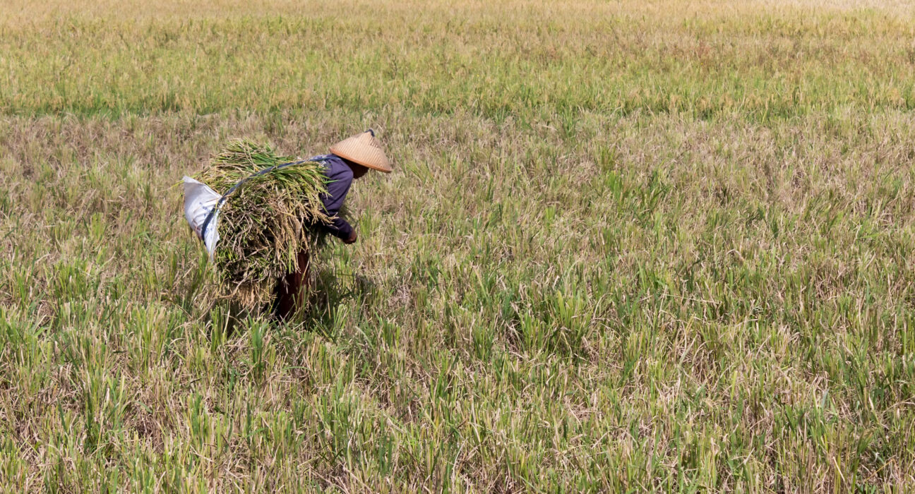 Petani memanen bulir padi di persawahan Indonesia di tengah melimpahnya stok cadangan pangan nasional