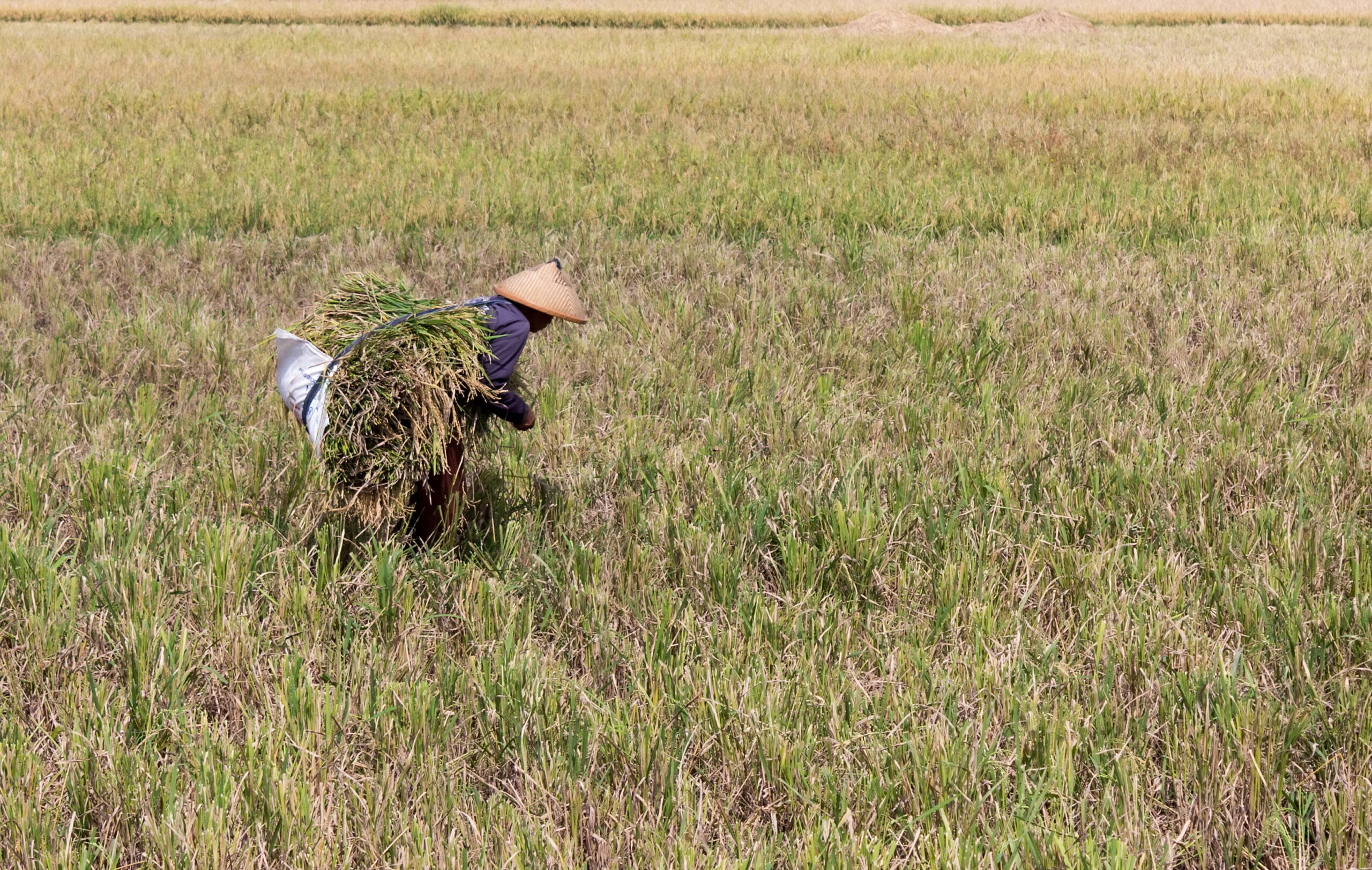 Petani memanen bulir padi di persawahan Indonesia di tengah melimpahnya stok cadangan pangan nasional